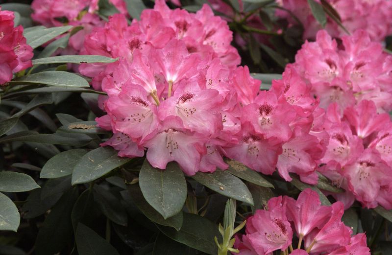 Yaku-Rhododendron 'Sneezy' - Rhododendron yak.'Sneezy'