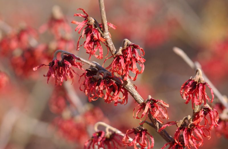 Zaubernuss 'Feuerzauber' - Hamamelis intermedia 'Feuerzauber'