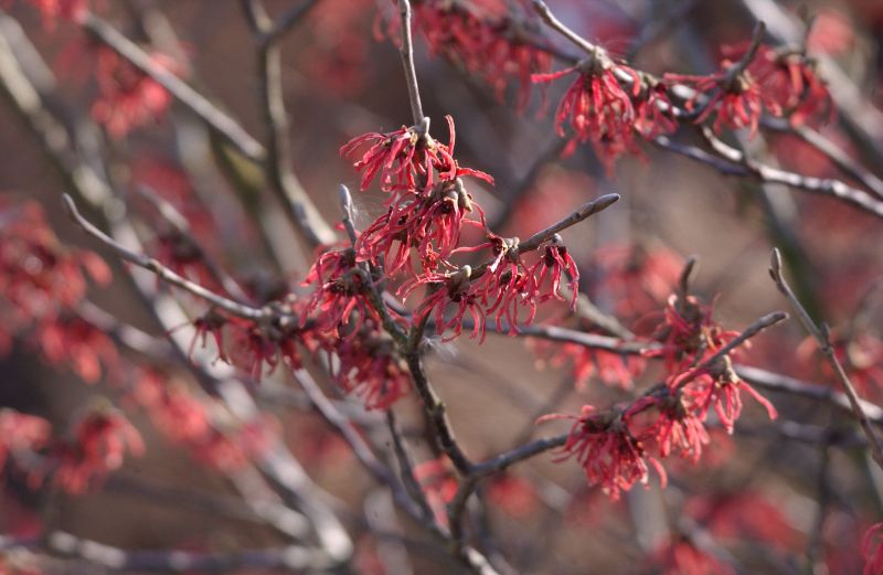 Zaubernuss 'Ruby Glow' - Hamamelis intermedia 'Ruby Glow'