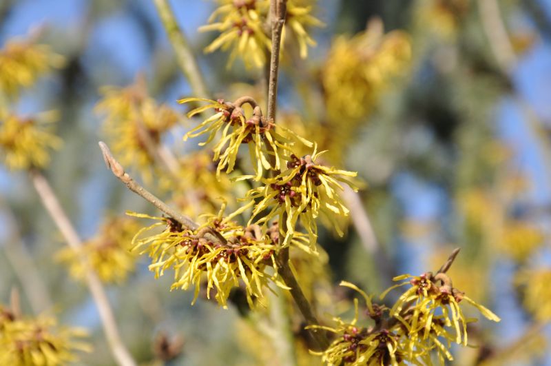 Zaubernuss 'Westerstede' - Hamamelis intermedia 'Westerstede'