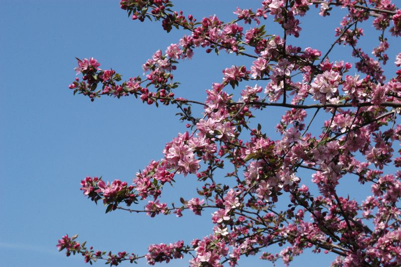 Zierapfel 'Hopa' - Malus x adstringens 'Hopa' CAC