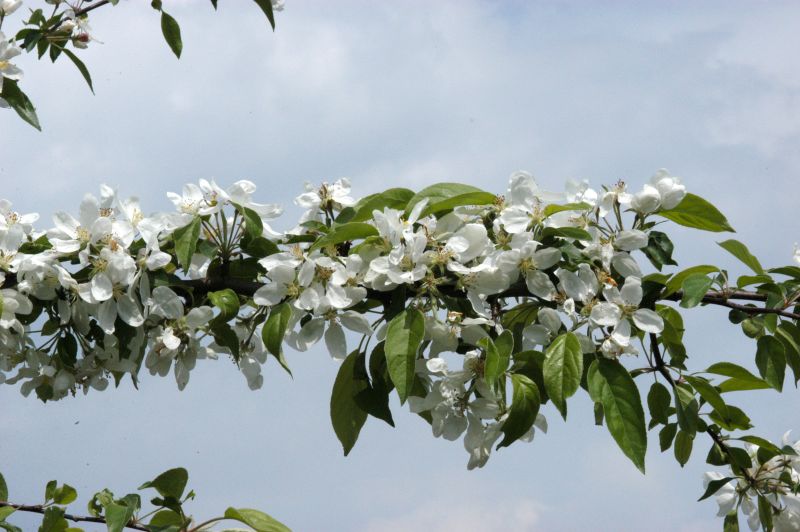 Zierapfel 'John Downie' - Malus 'John Downie' CAC