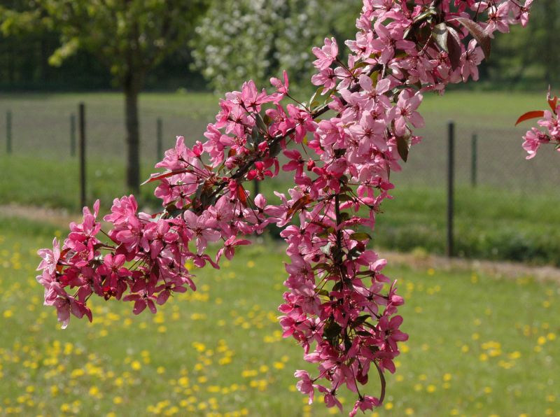 Zierapfel 'Liset' - Malus 'Liset' CAC