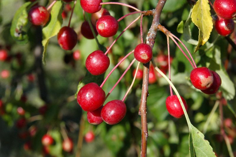 Zierapfel 'Red Jade' - Malus 'Red Jade' CAC