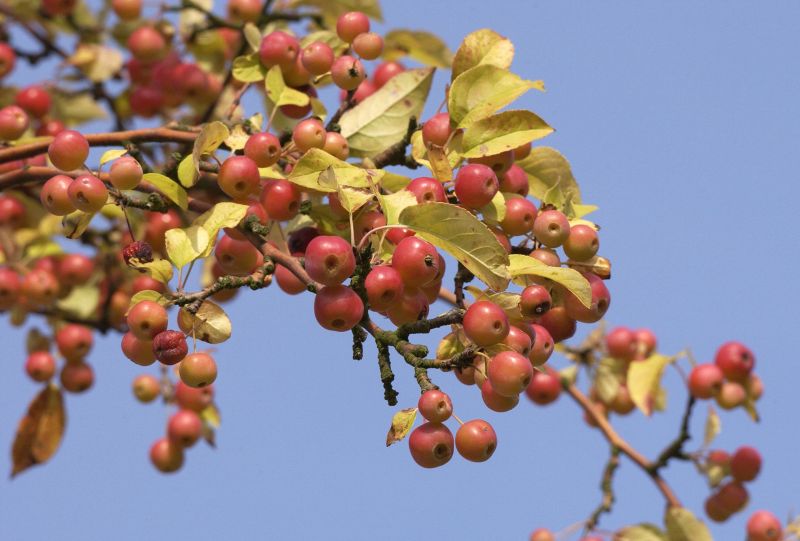 Zierapfel 'Red Sentinel' - Malus 'Red Sentinel' CAC