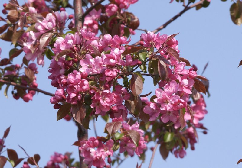 Zierapfel 'Rudolph' - Malus 'Rudolph' CAC