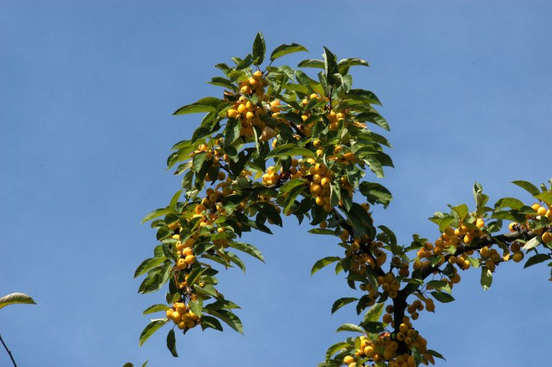Zierapfel 'Wintergold' - Malus 'Wintergold' CAC