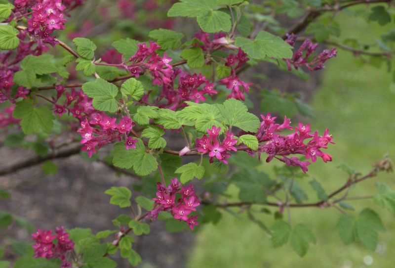 Zierjohannisbeere 'Pulborough Scarlet' - Ribes sanguineum 'Pulborough Scarlet'
