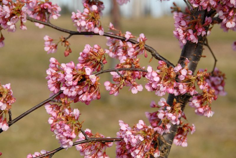 Zierkirsche 'Kursar' - Prunus 'Kursar' CAC