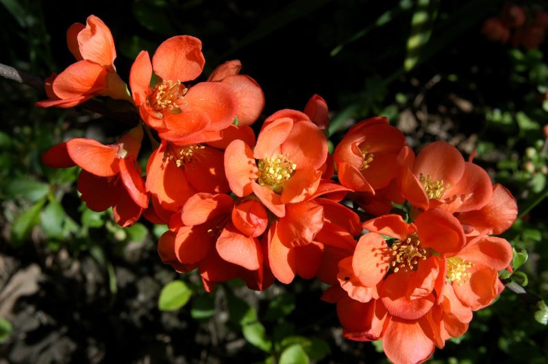 Zierquitte 'Cido' ® - Chaenomeles japonica 'Cido' ®