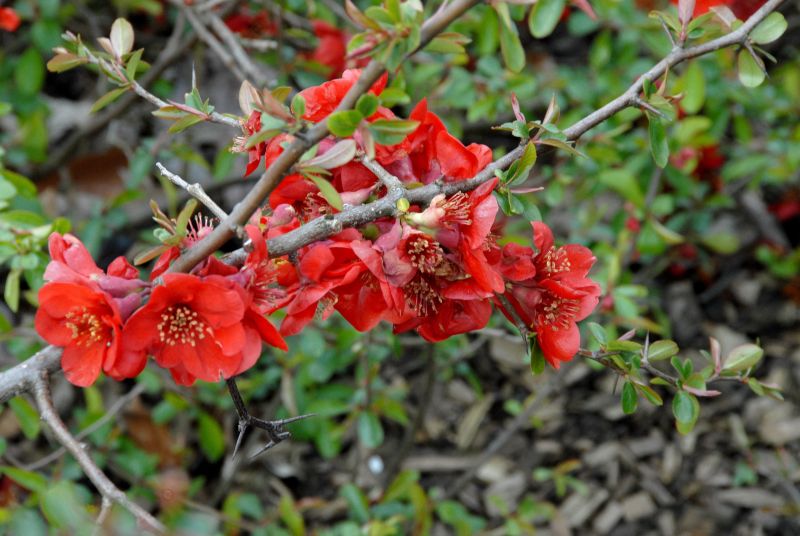 Zierquitte 'Fire Dance' - Chaenomeles 'Fire Dance'