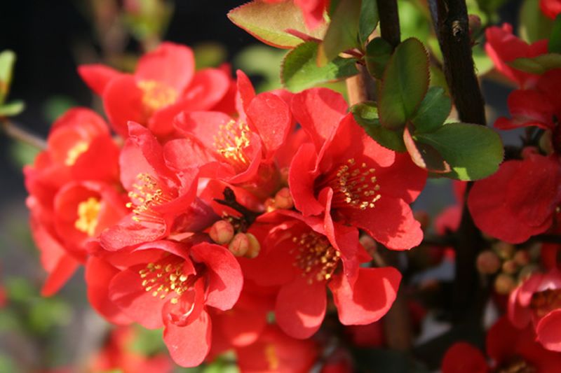 Zierquitte 'Friesdorfer Typ 205' - Chaenomeles 'Friesdorfer Typ 205'