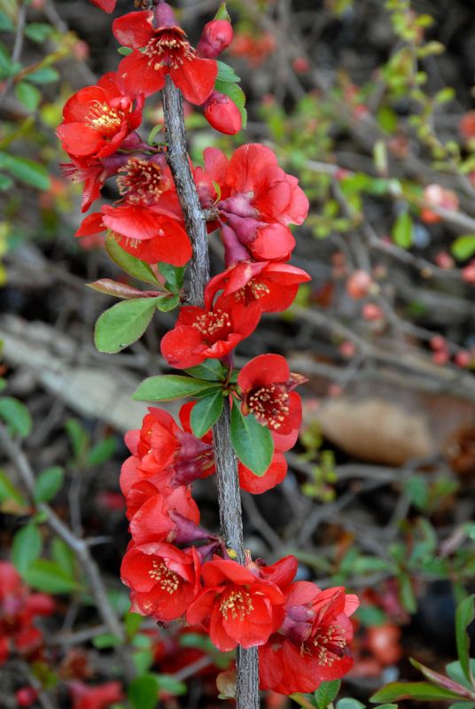 Zierquitte 'Nicoline' - Chaenomeles 'Nicoline'