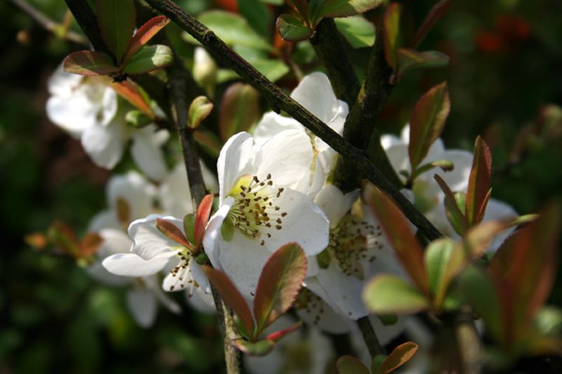 Zierquitte 'Nivalis' - Chaenomeles 'Nivalis'