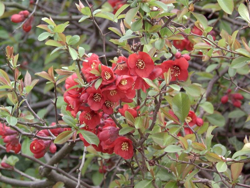 Zierquitte 'Red Joy' - Chaenomeles 'Red Joy'