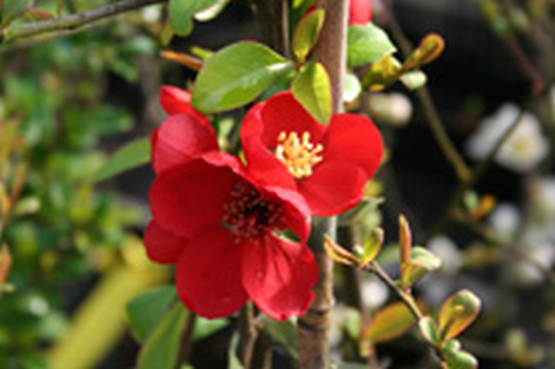 Zierquitte / Scheinquitte 'Andenken an Carl Ramcke' - Chaenomeles 'Andenken an Carl Ramcke'