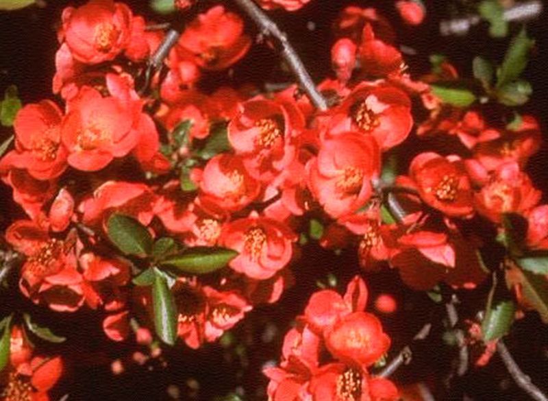 Zierquitte / Scheinquitte 'Etna' - Chaenomeles 'Etna'