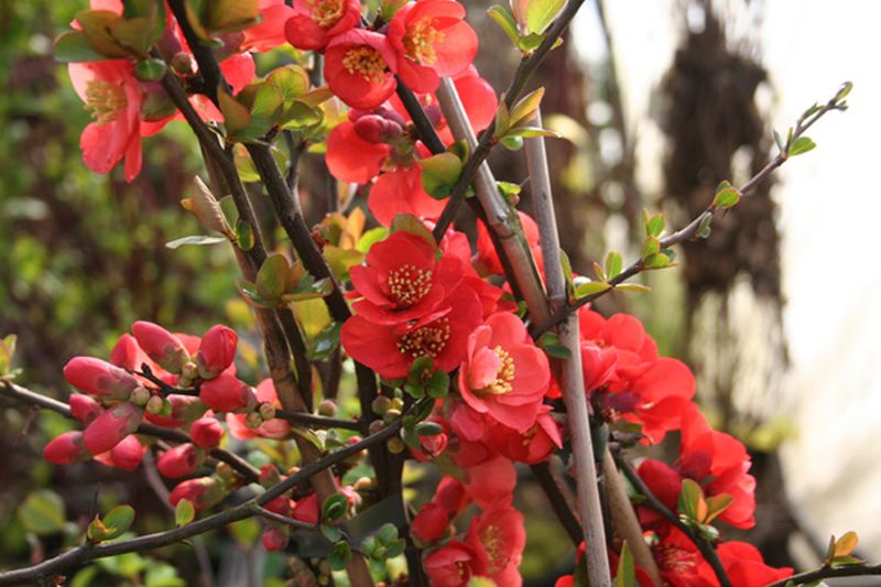 Zierquitte / Scheinquitte 'Rubra' - Chaenomeles 'Rubra'