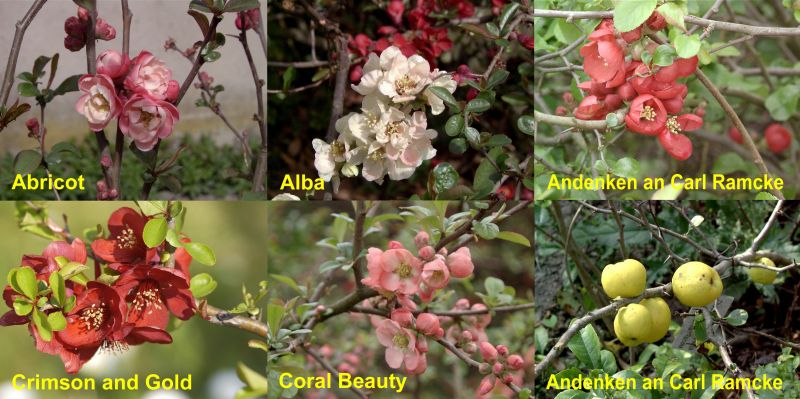 Zierquitten in Sorten - Chaenomeles Hybr. in Sorten