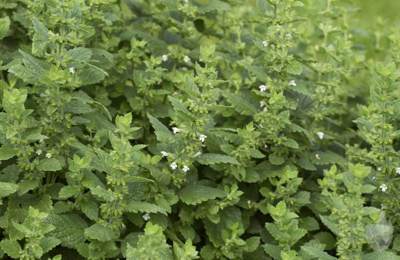 Zitronen-Melisse - Melissa officinalis