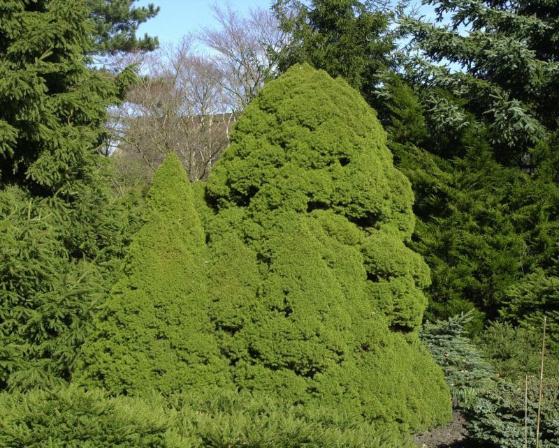 Zuckerhutfichte - Picea glauca 'Conica'