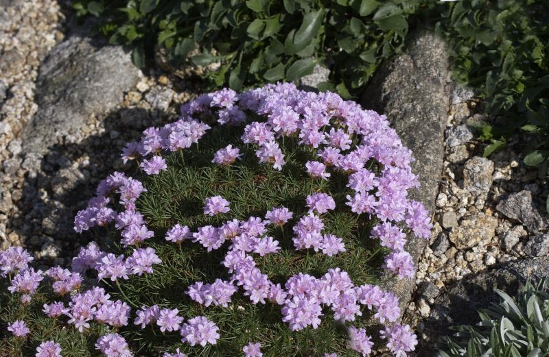 Zwerg-Grasnelke - Armeria juniperifolia