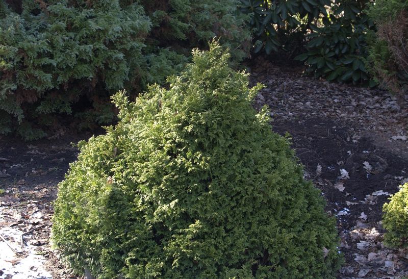 Zwerg-Mooszypresse - Chamaecyparis pis.'Nana'