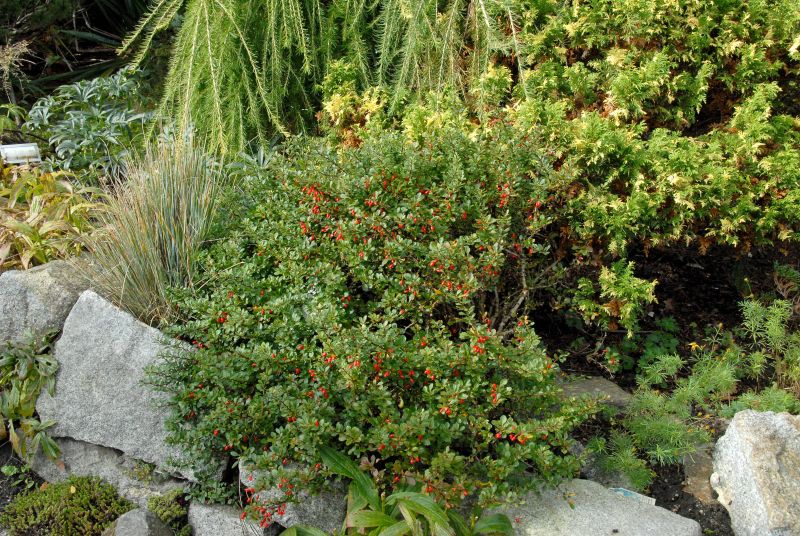 Zwergberberitze 'Kobold' - Berberis thunbergii 'Kobold'