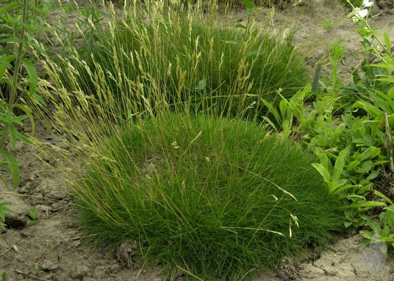 Zwergiger Bärenfell-Schwingel - Festuca gautieri 'Pic Carlit'
