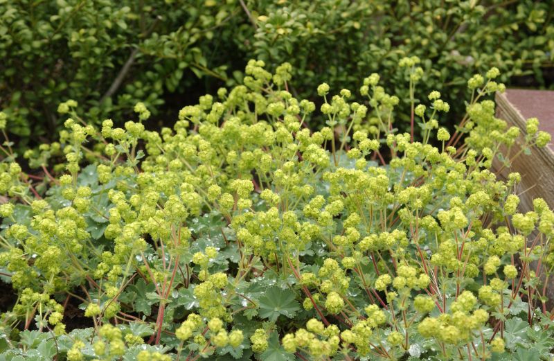 Zwergiger Frauenmantel - Alchemilla erythropoda