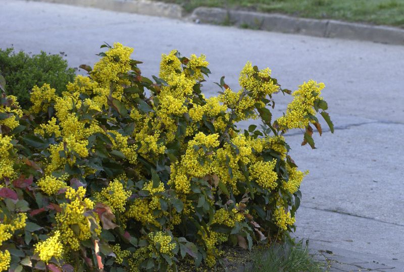 Zwergmahonie 'Apollo' - Mahonia aquifolium 'Apollo'
