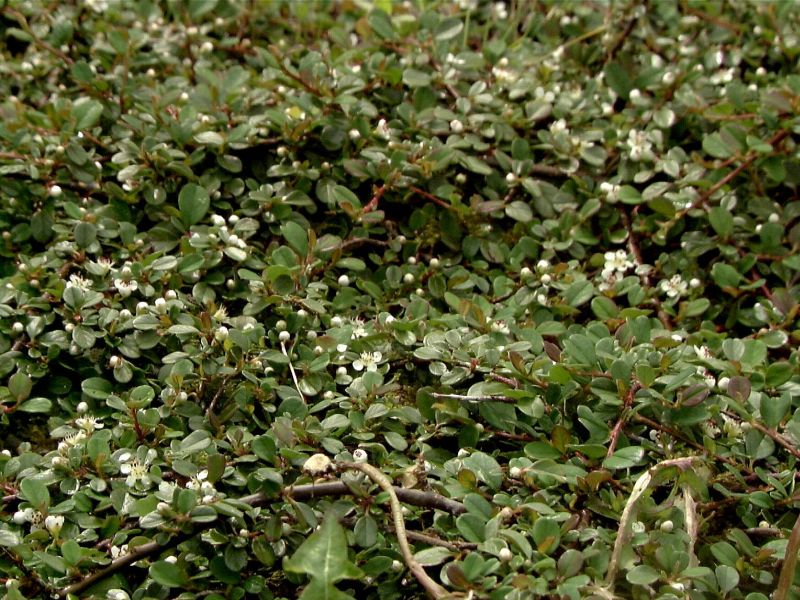 Zwergmispel 'Queen of Carpets' - Cotoneaster procumbens 'Queen of Carpets'