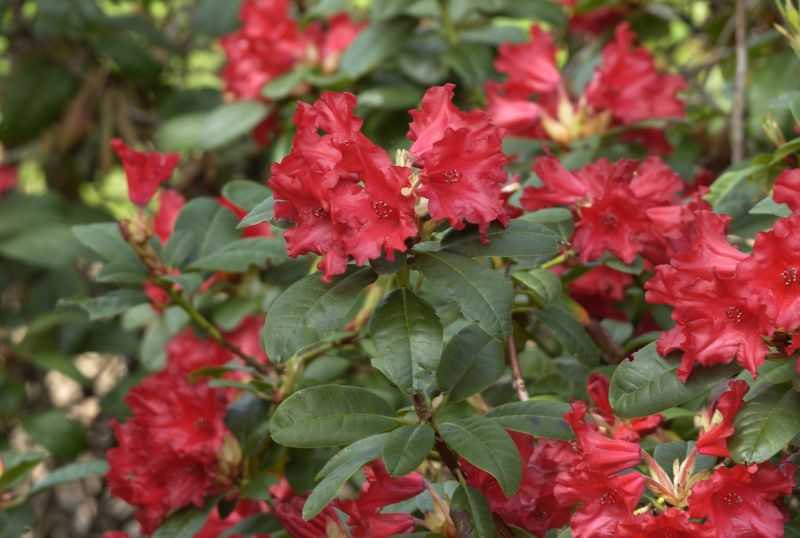 Zwergrhododendron 'Bad Eilsen' - Rhododendron repens 'Bad Eilsen'