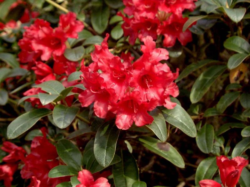 Zwergrhododendron 'Bengal' - Rhododendron repens 'Bengal'