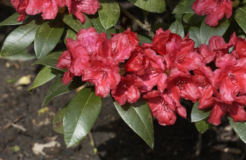 Zwergrhododendron 'Pumuckl' - Rhododendron repens 'Pumuckl'