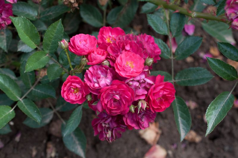 Zwergrose 'Alberich' - Rosa 'Alberich' Z
