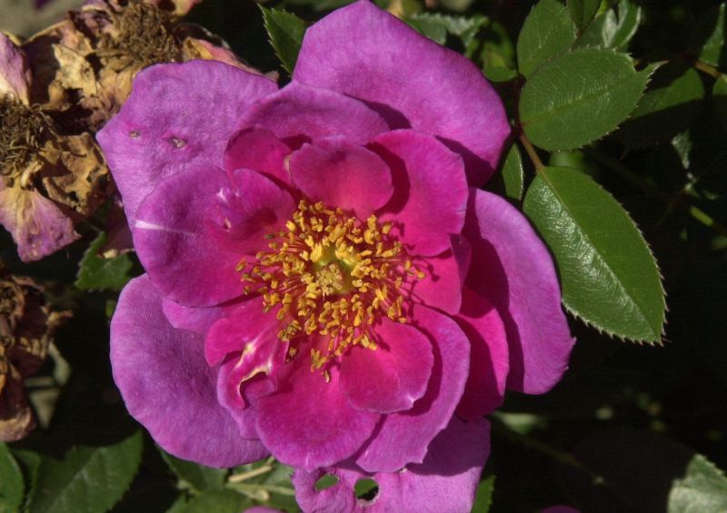 Zwergrose 'Bluenette' ® - Rosa 'Bluenette' ® Z