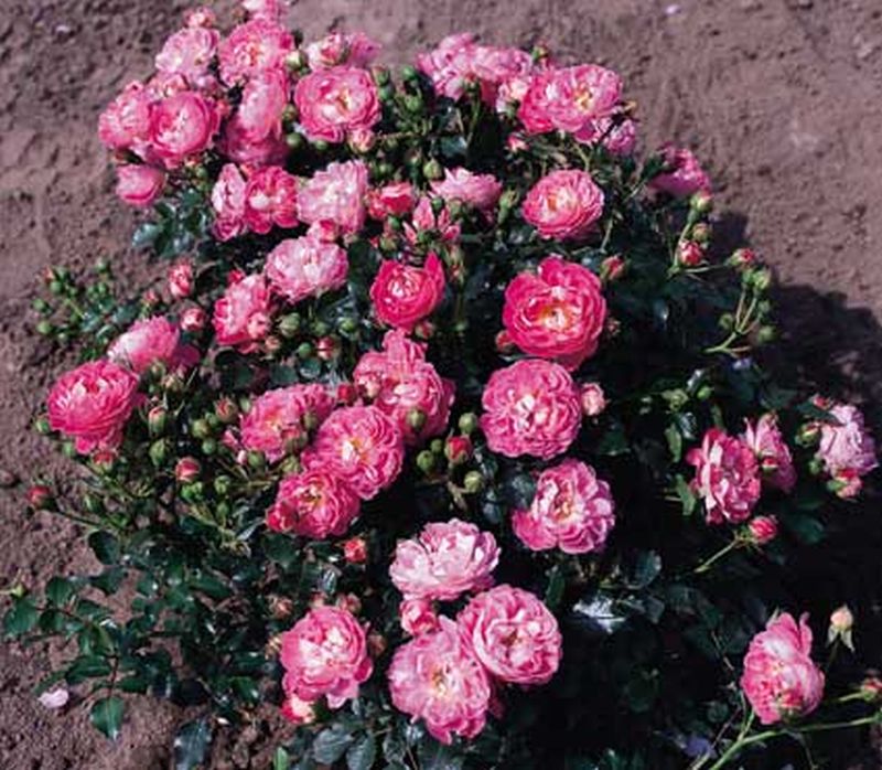 Zwergrose 'Charmant' ® ADR-Rose - Rosa 'Charmant' ® Z