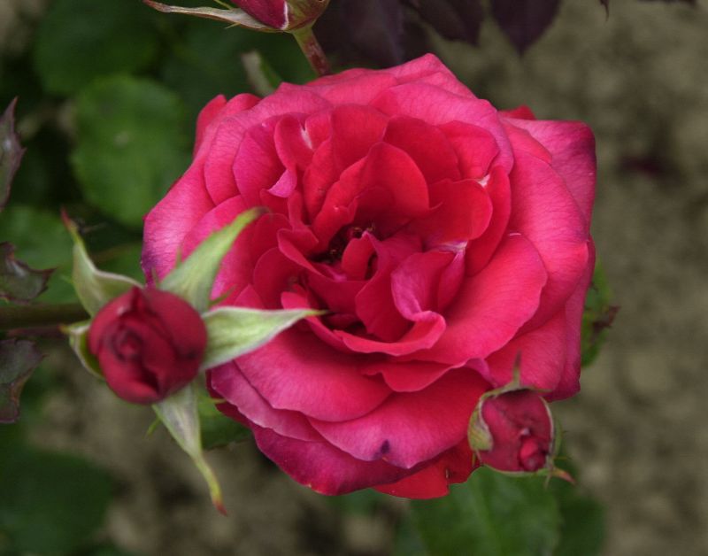 Zwergrose 'Coco' ® - Rosa 'Coco' ® Z