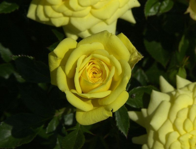 Zwergrose 'Goldjuwel' ® - Rosa 'Goldjuwel' ® Z
