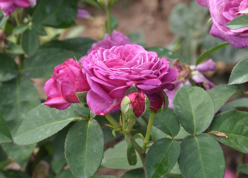 Zwergrose 'Heidi Klum-Rose' ® - Rosa 'Heidi Klum-Rose' ® Z