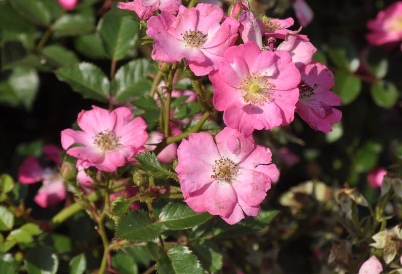 Zwergrose 'Lupo' ® ADR-Rose - Rosa 'Lupo' ® Z