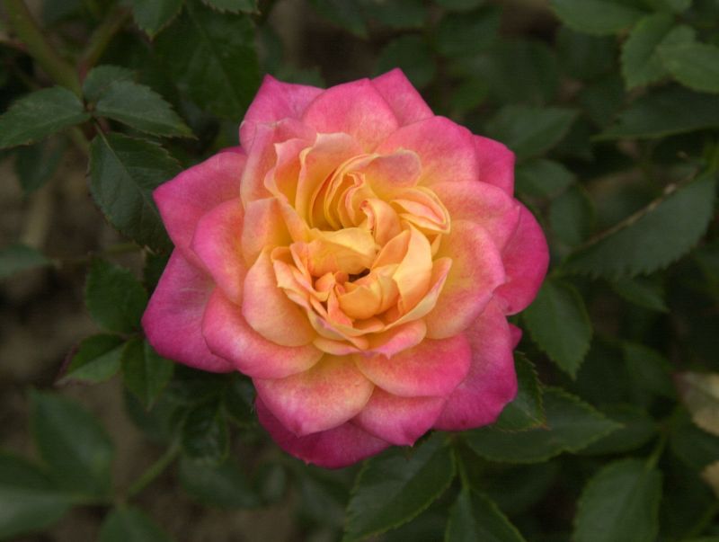 Zwergrose 'Mandarin' ® - Rosa 'Mandarin' ® Z