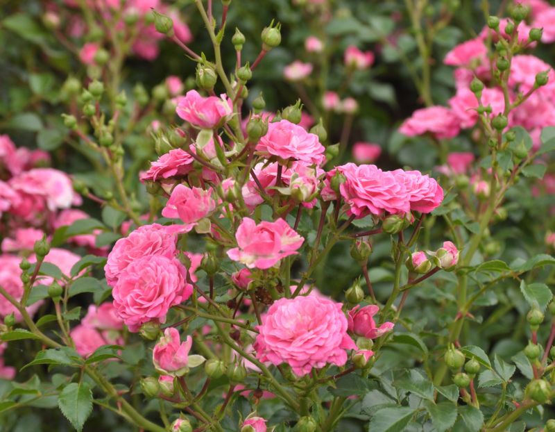Zwergrose 'Pepita' ® ADR-Rose - Rosa 'Pepita' ® Z