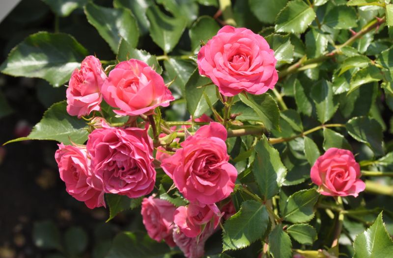 Zwergrose 'Roxy' ® ADR-Rose - Rosa 'Roxy' ® Z
