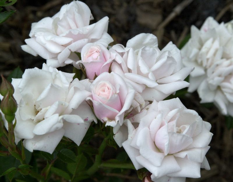 Zwergrose 'Schneeküsschen' ® - Rosa 'Schneeküsschen' ® Z