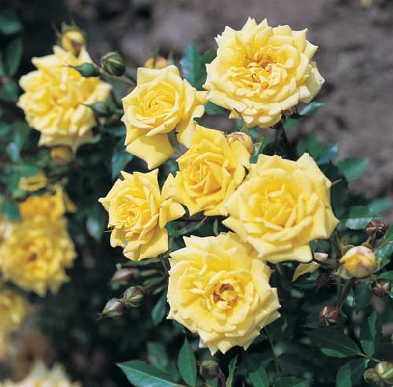 Zwergrose 'Sonnenkind' ® - Rosa 'Sonnenkind' ® Z