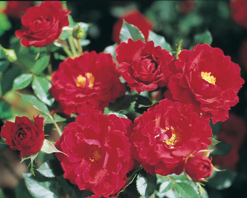 Zwergrose 'Zwergkönig 78' ® - Rosa 'Zwergkönig 78' ® Z