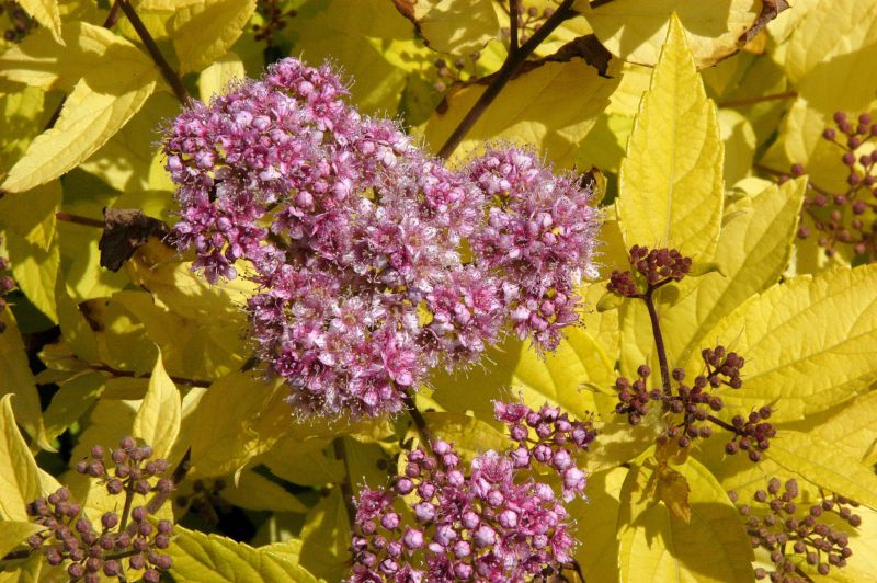 Zwergspiere 'Goldmound' - Spiraea japonica 'Goldmound'