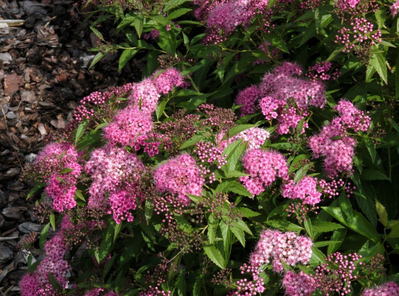 Zwergspiere 'Shirobana' - Spiraea japonica 'Shirobana'